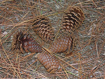 Slash Pine (Pinus elliottii) cone