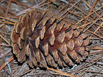 Slash Pine (Pinus elliottii) cone