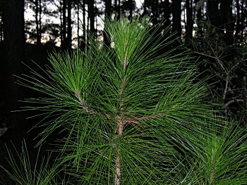 Slash Pine (Pinus elliottii)