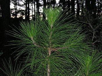 Slash Pine (Pinus elliottii)