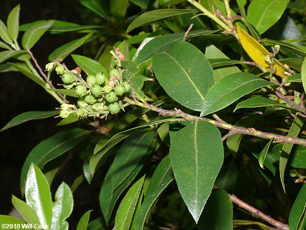 Mountain Andromeda, Mountain Fetterbush (Pieris floribunda)