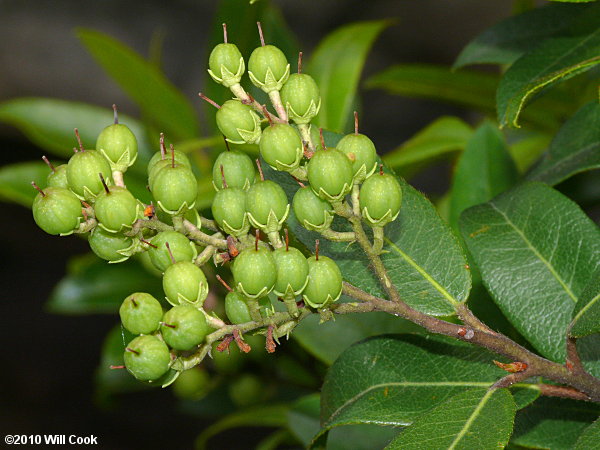 Mountain Andromeda, Mountain Fetterbush (Pieris floribunda)