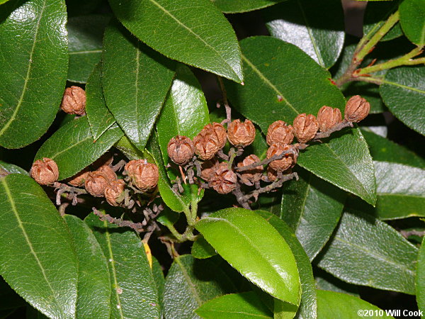 Mountain Andromeda, Mountain Fetterbush (Pieris floribunda)