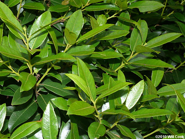 Mountain Andromeda, Mountain Fetterbush (Pieris floribunda)