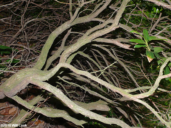 Mountain Andromeda, Mountain Fetterbush (Pieris floribunda)