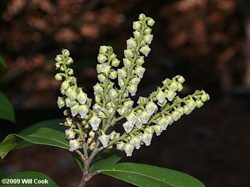 Mountain Andromeda, Mountain Fetterbush (Pieris floribunda) flowers