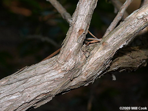 Mountain Andromeda, Mountain Fetterbush (Pieris floribunda) bark