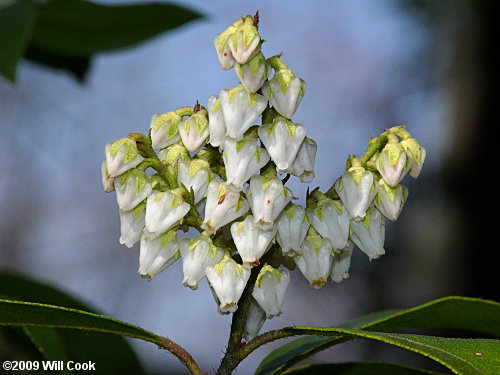 Mountain Andromeda, Mountain Fetterbush (Pieris floribunda) flowers