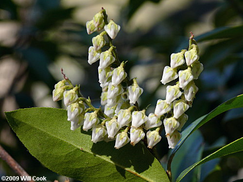 Mountain Andromeda, Mountain Fetterbush (Pieris floribunda) flowers