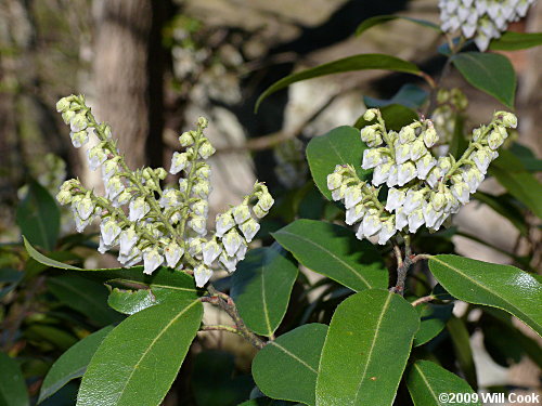 Mountain Andromeda, Mountain Fetterbush (Pieris floribunda) flowers