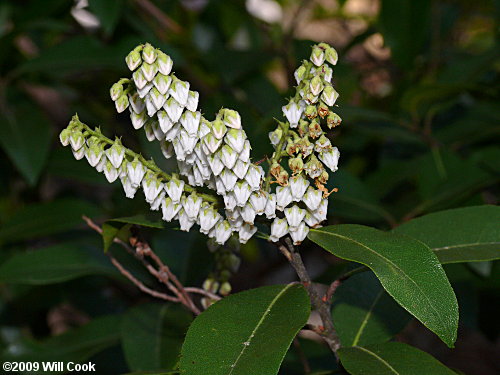 Mountain Andromeda, Mountain Fetterbush (Pieris floribunda) flowers