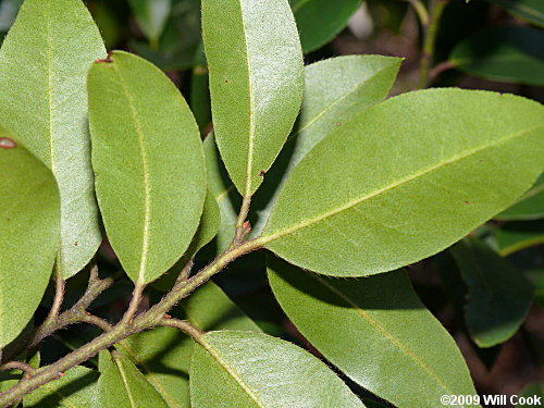 Mountain Andromeda, Mountain Fetterbush (Pieris floribunda) leaves