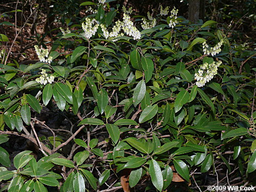 Mountain Andromeda, Mountain Fetterbush (Pieris floribunda)