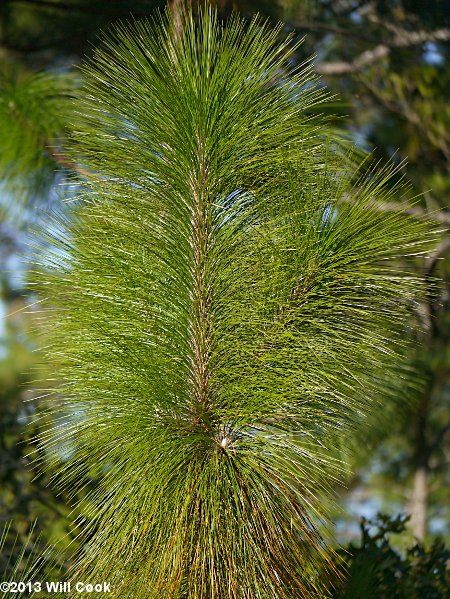 Longleaf Pine (Pinus palustris)