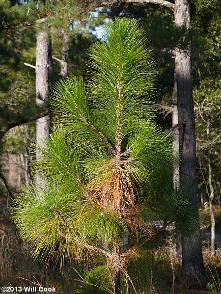 Longleaf Pine (Pinus palustris)