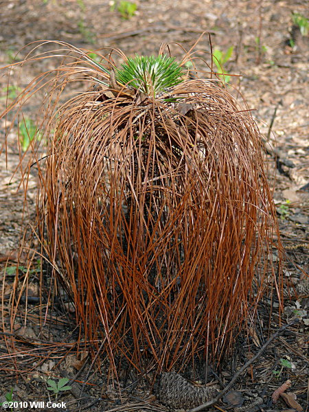 Longleaf Pine (Pinus palustris)