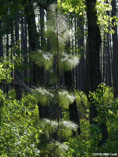 Longleaf Pine (Pinus palustris)