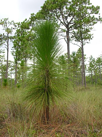 Longleaf Pine (Pinus palustris)