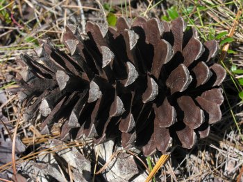 Longleaf Pine (Pinus palustris) cone