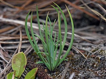 Longleaf Pine (Pinus palustris) seedling