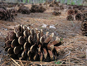 Longleaf Pine (Pinus palustris) cone