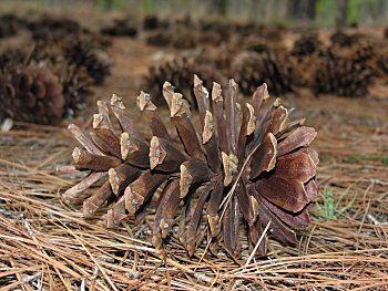 Longleaf Pine (Pinus palustris) cone