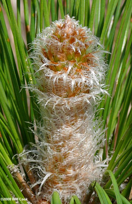 Longleaf Pine (Pinus palustris)