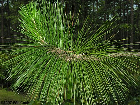 Longleaf Pine (Pinus palustris) leaves