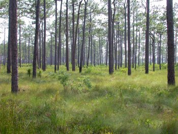 Longleaf Pine (Pinus palustris) savanna