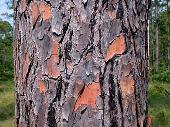 Longleaf Pine (Pinus palustris) bark