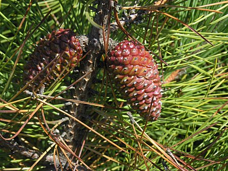 Maritime Pine (Pinus pinaster)