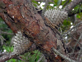 Table Mountain Pine (Pinus pungens)