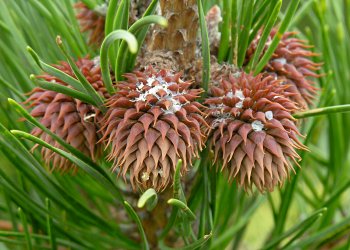 Table Mountain Pine (Pinus pungens)