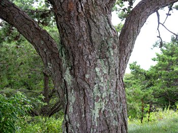 Table Mountain Pine (Pinus pungens)