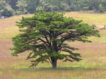 Table Mountain Pine (Pinus pungens)