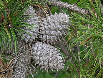 Table Mountain Pine (Pinus pungens)