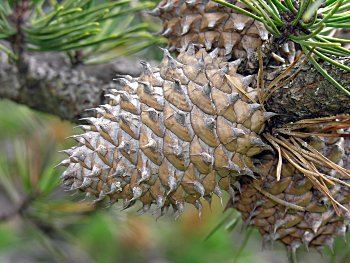 Table Mountain Pine (Pinus pungens)