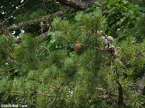 Table Mountain Pine (Pinus pungens)