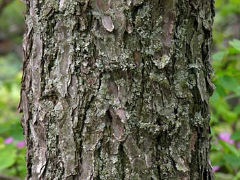 Table Mountain Pine (Pinus pungens)