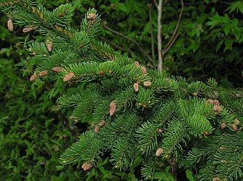 Red Spruce (Picea rubens)