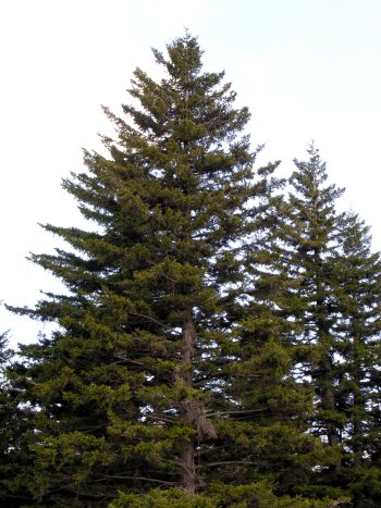 Red Spruce (Picea rubens)