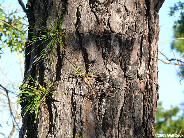 Pond Pine (Pinus serotina) bark