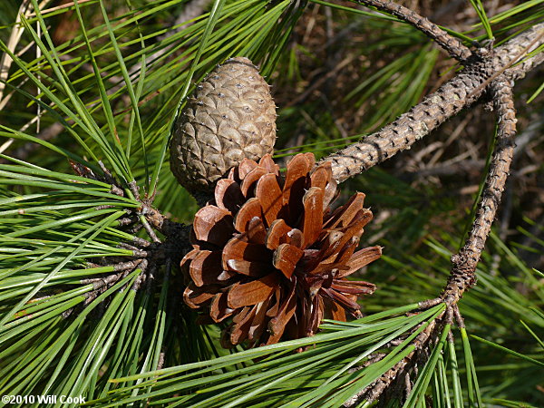 Pond Pine (Pinus serotina)