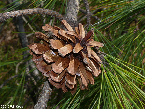 Pond Pine (Pinus serotina)