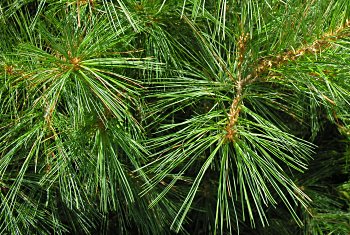 Eastern White Pine (Pinus strobus)