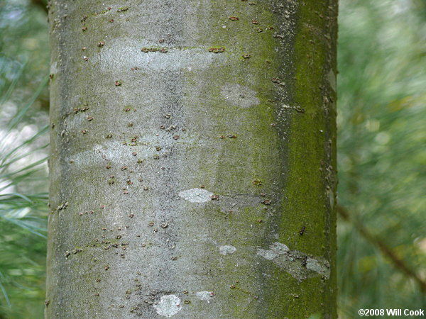 Eastern White Pine (Pinus strobus) bark