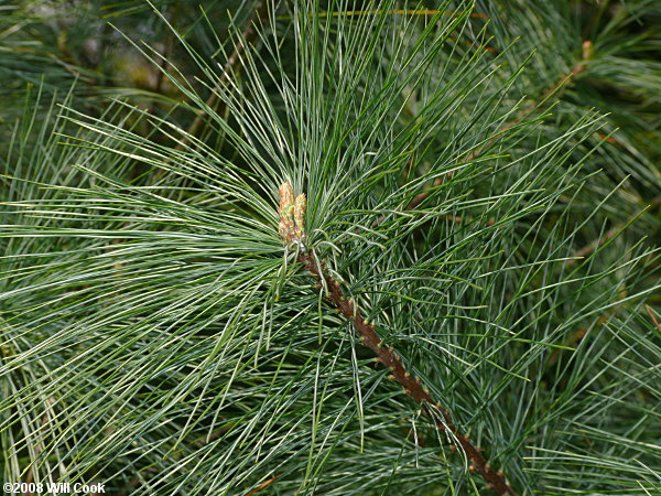 Eastern White Pine (Pinus strobus)