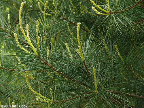 Eastern White Pine (Pinus strobus)