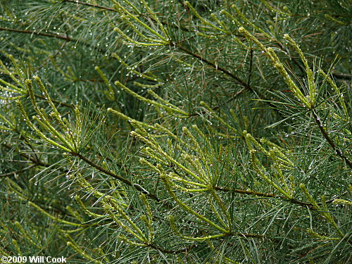 Eastern White Pine (Pinus strobus)