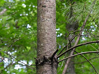 Eastern White Pine (Pinus strobus)